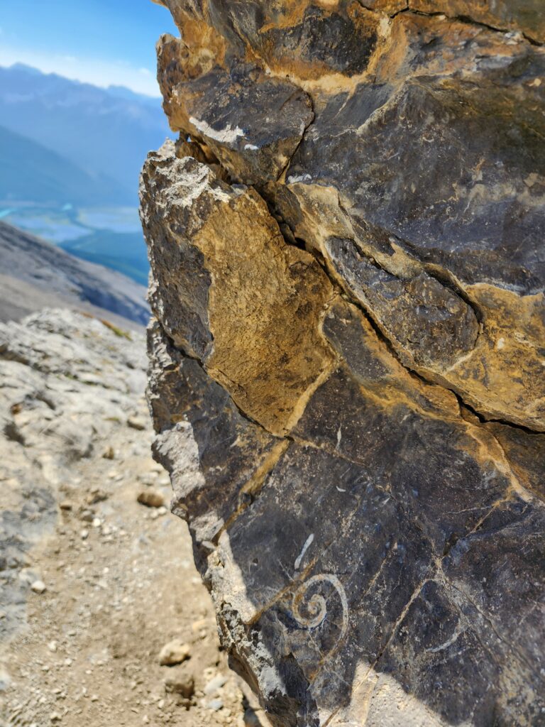 Cascade Mountain Ammonite Fossil