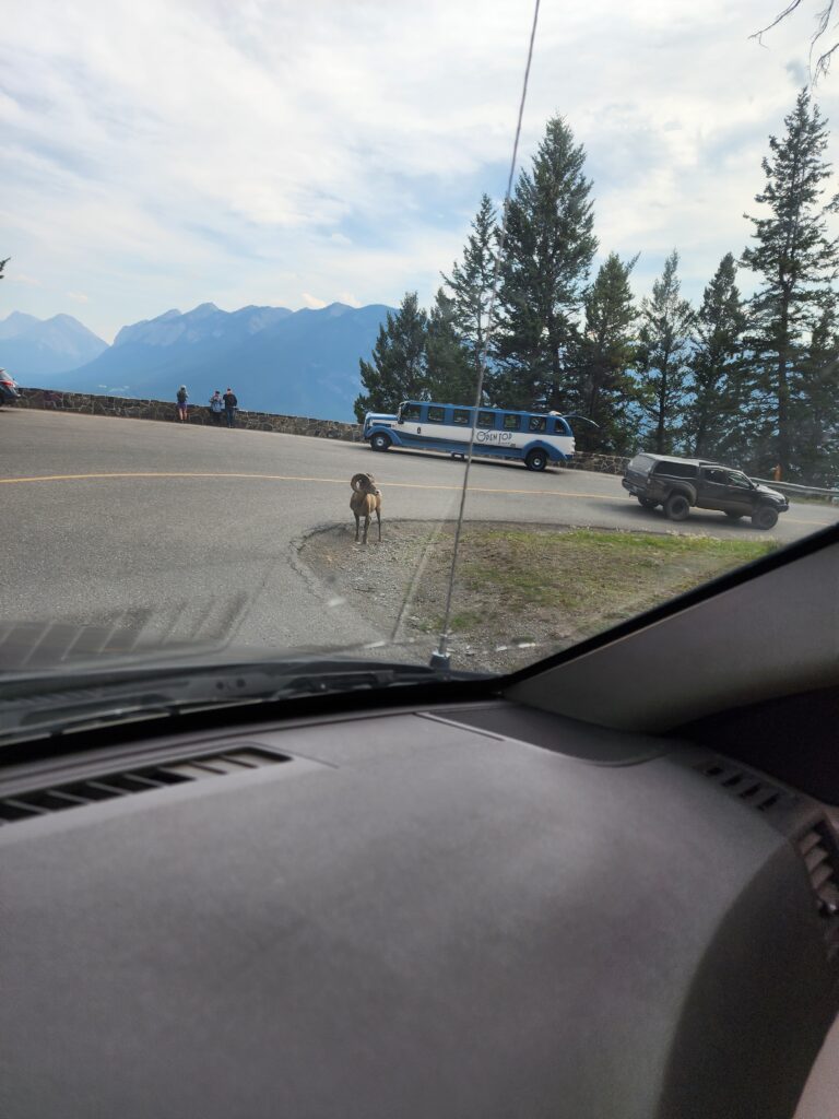 Bighorn Sheep Banff